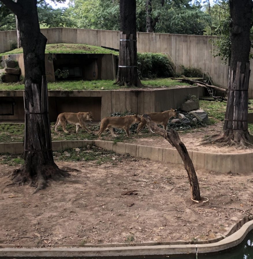 The King of the Jungle, and of the Smithsonian National Zoo, the majestic lion rules everywhere she goes. Despite being so naturally feared, they are still in danger. Lions are preserved in the zoo and actually live longer than when they are left in the wild.
