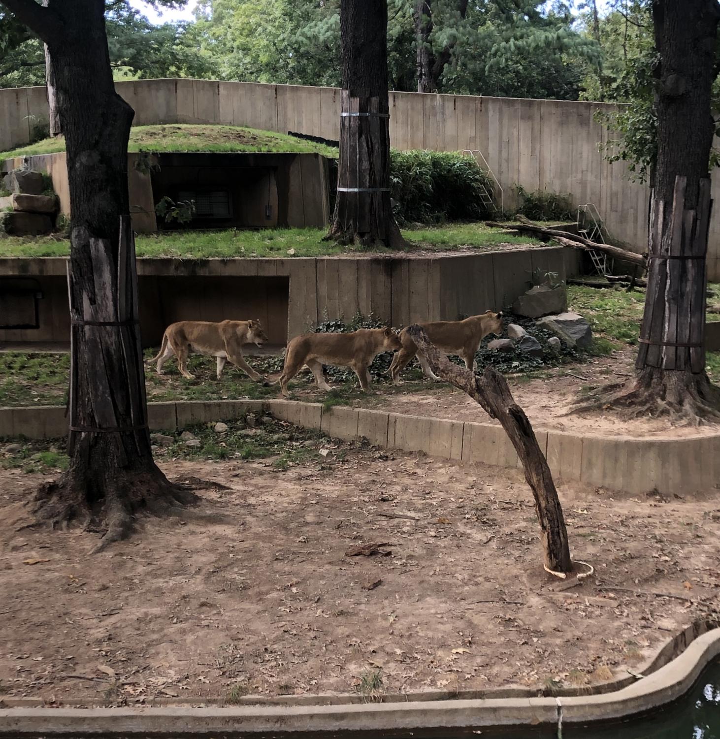 A Trip to the Zoo – The Talon