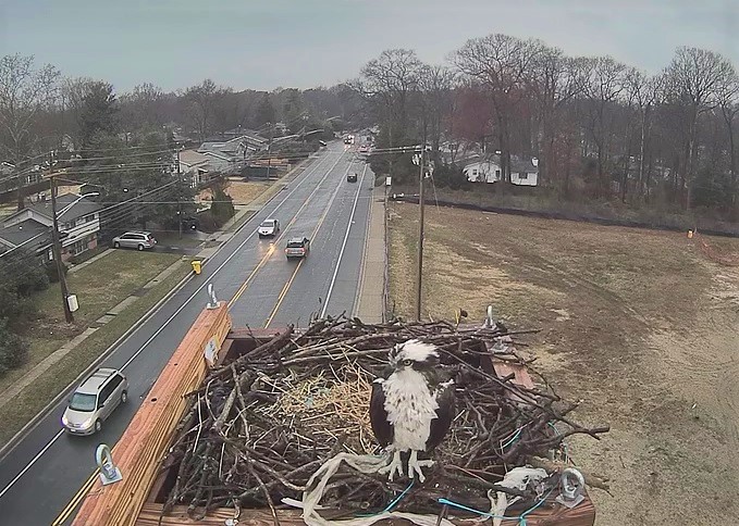 The osprey camera is up and running thanks to a partnership with Comcast and the Maryland Raptor Conservation Center. 