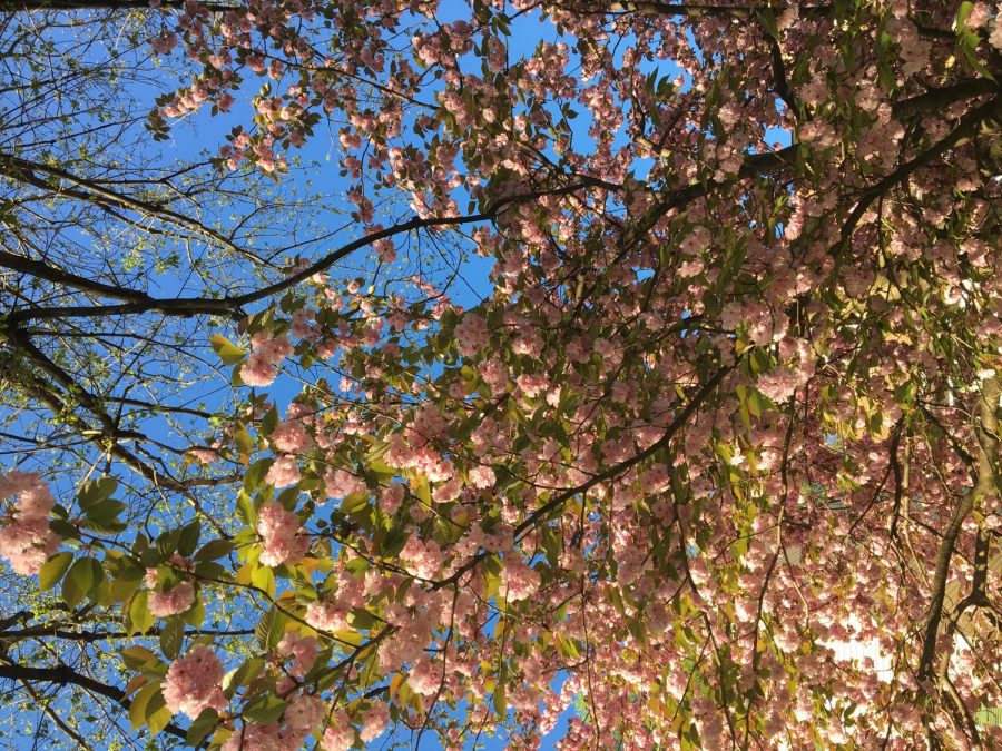 Trees+have+been+blooming+all+over+Severna+Park+for+the+past+couple+weeks+signifying+that+spring+has+truly+sprung.+With+petals+painted+with+every+shade+of+pink+imaginable+dancing+in+the+wind+and+the+smell+of+the+flowers+just+a+sniff+away%2C+it+is+impossible+to+ignore+the+season+of+hope+and+change.+%0A%0A