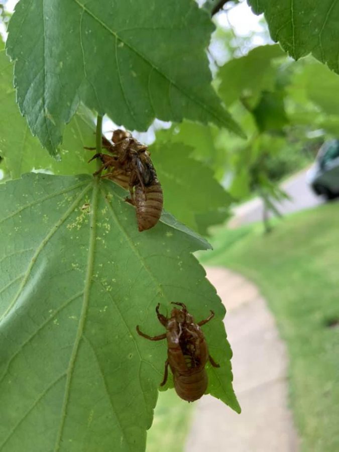 Cicadas are around every summer, but every 17 years a great amount come. If you listen closely enough, you can hear them, they sound like UFOs coming to Earth. “I love going out in the morning and listening to them, it’s such a cool sound” junior Ally Dearing said. 