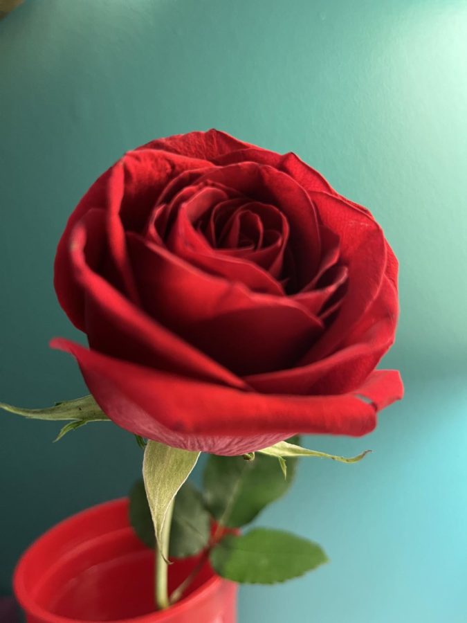  Roses, the flower of love, are a popular gift on Valentine’s day. During Valentine’s Day people can be seen giving these flowers as gifts to their loved ones. 