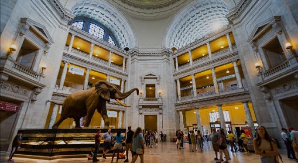 A picture of the interior of the Smithsonian Museum of Natural History located in Washington D.C. 