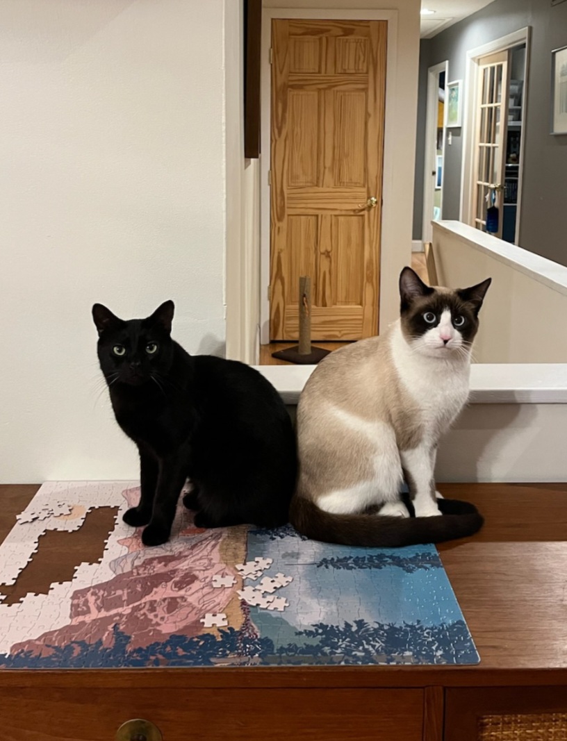 Frankie (left) and Cooper (right) in their home.